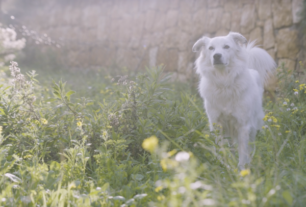 Letters #9 - Letter from: Damoun Ghawi, film by: Corine Shawi by Corine Shawi