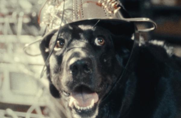 The Seeing Eye Dog Who Saw Too Much by Eric Jackowitz