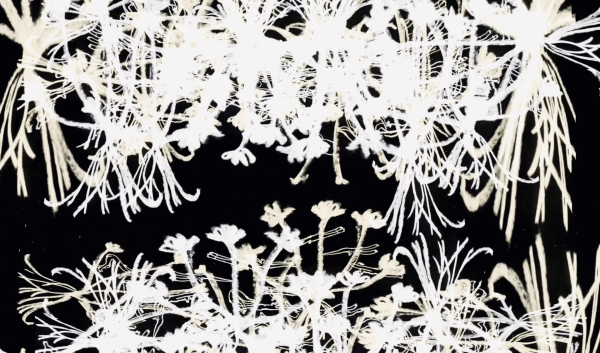 Roses - Iron & Wine