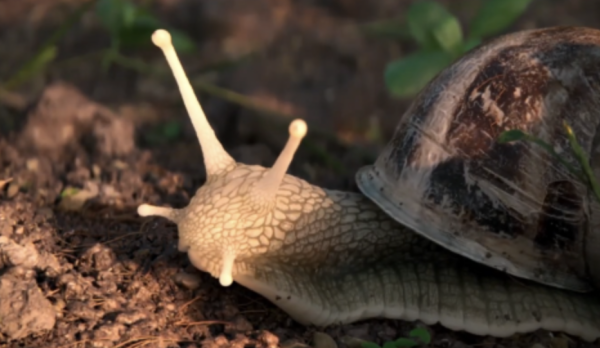 The Left-Handed Snail by Matteo Boulard and 5 co-directors