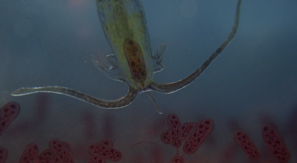 Scientists are Obsessed with this Lake