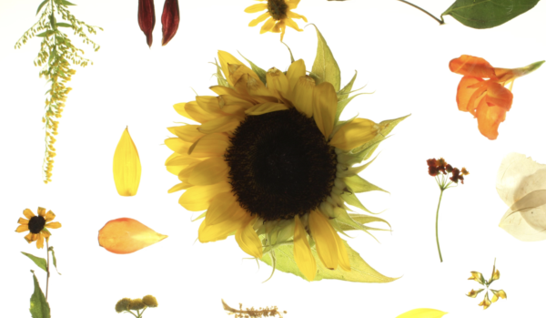 Summer Diary