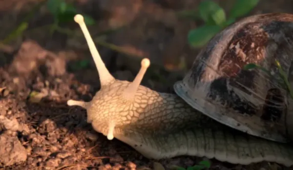The Left-Handed Snail by Matteo Boulard and 5 co-directors