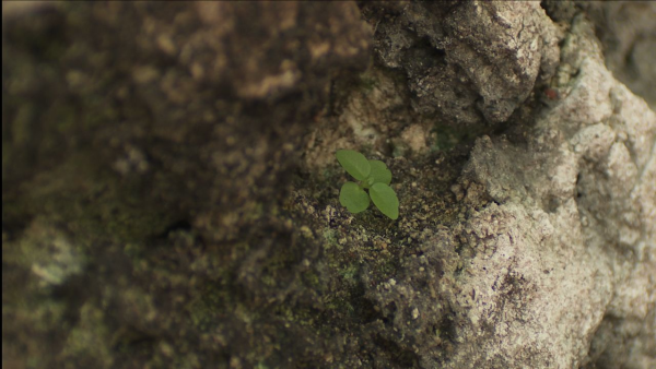 The Tree