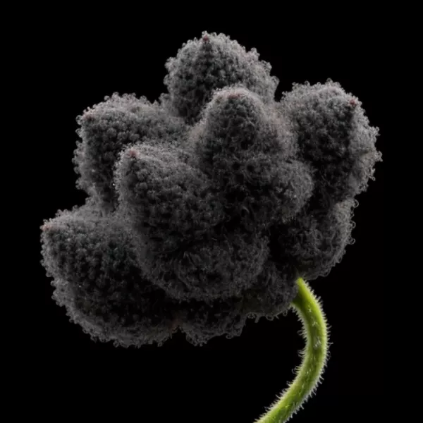 Future Botanica