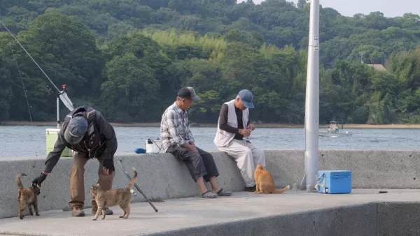 The Cats of Gokogu Shrine