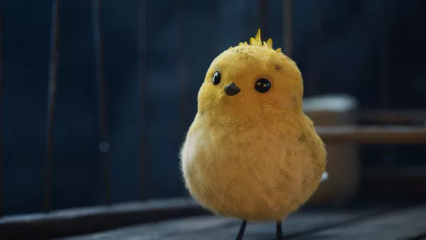 Canary