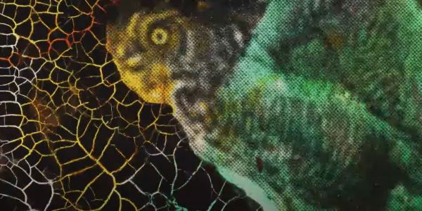 Federal Owl Commission