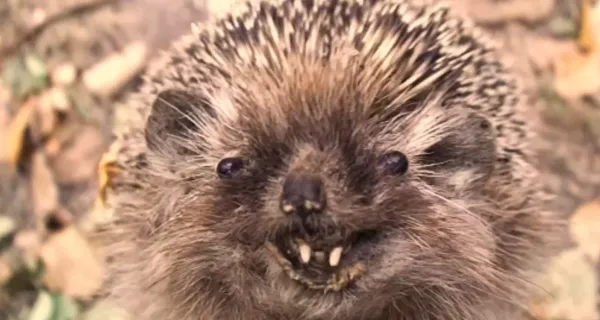 Hedgehog Cakes: Sweet Weapon of Terror