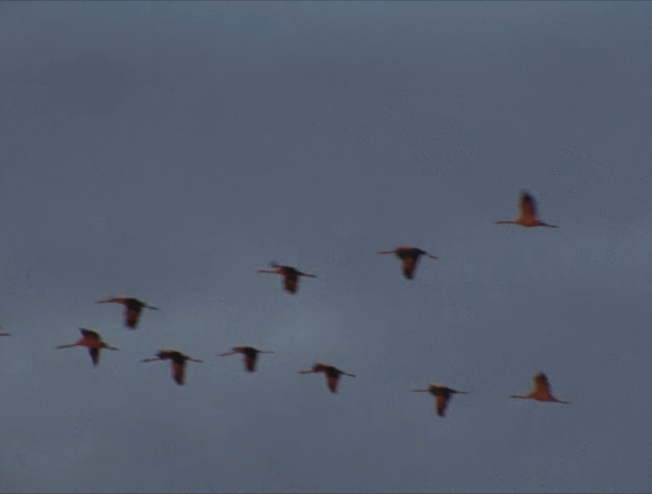 On Weary Wings Go By