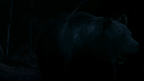 A Bear in the Woods