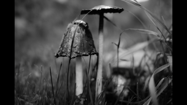 The Mushroom Thief