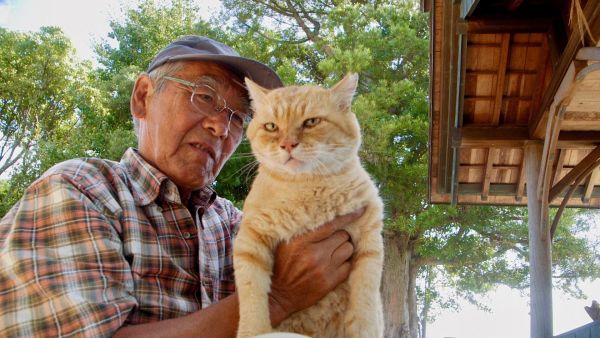 The Cats of Gokogu Shrine