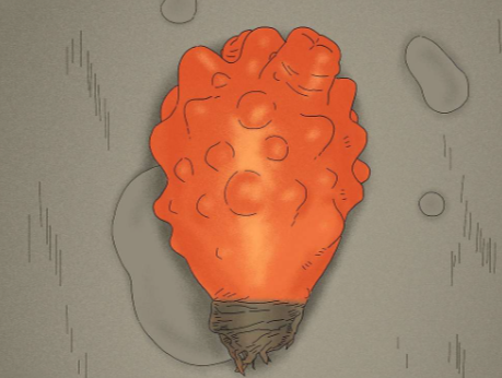 Sea Squirt