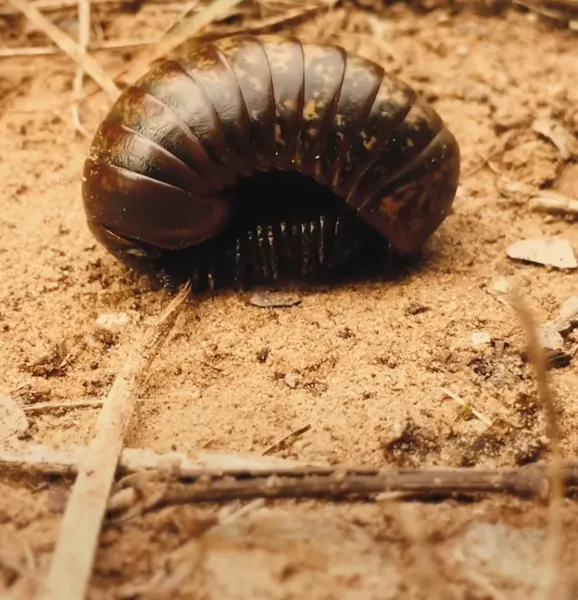 The True Beauty of Being Bitten by a Tick by Pete Ohs