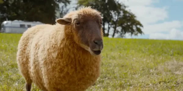 The Sheep Detectives