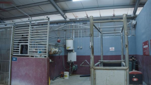 The Cavalry