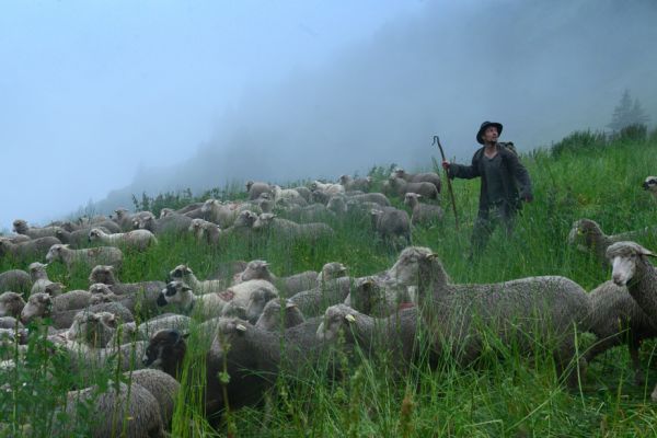 Shepherds