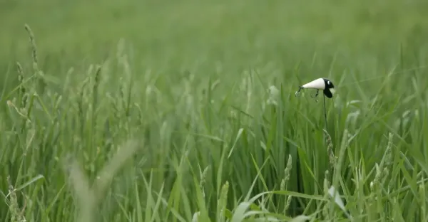 Haru-tsuge Fish and Fu-rai Boy: Tsuri-bari Fish Caught in Summer Grass
