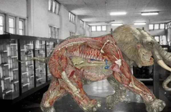 Myanmar Anatomy
