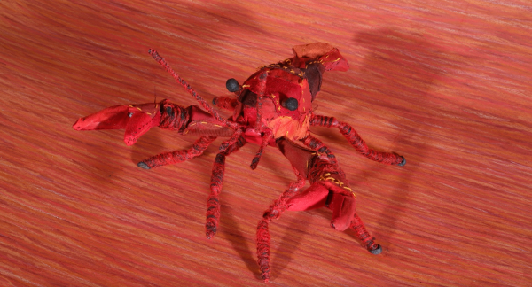 Clarkii