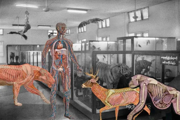 Myanmar Anatomy