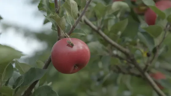 This Is Not an Apple by Nefise Özkal Lorentzen