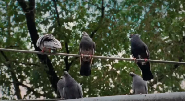 A Pocket Guide to Pigeon Watching