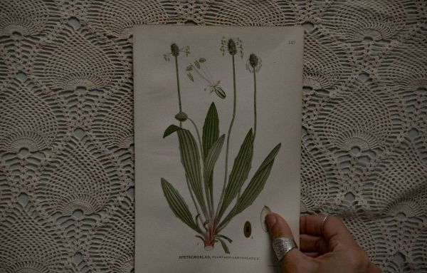 Ask The Plantain