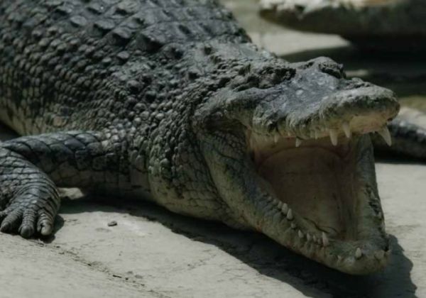 Crocodile Tears