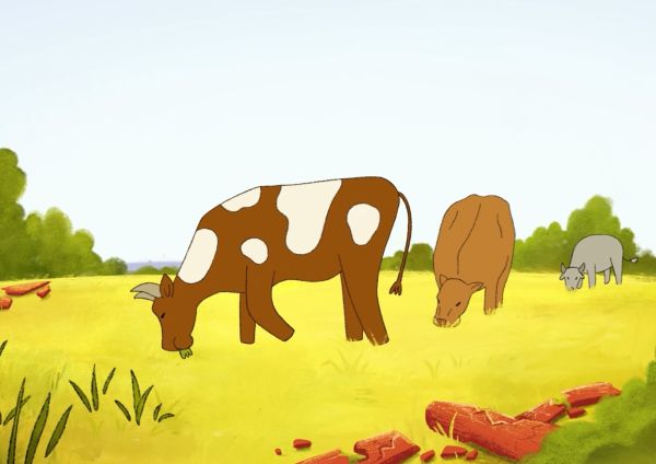 Cows