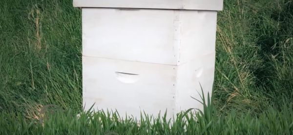 Beebox