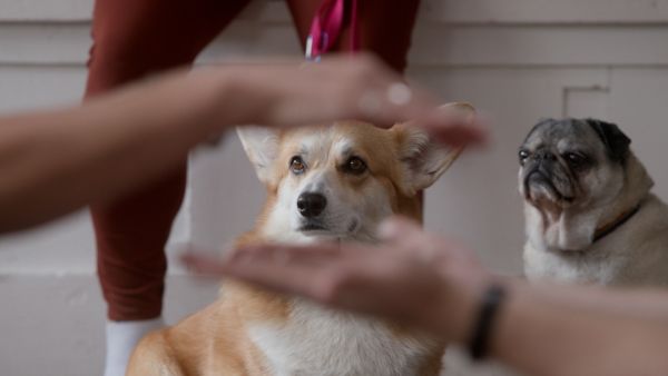 The School of Canine Massage