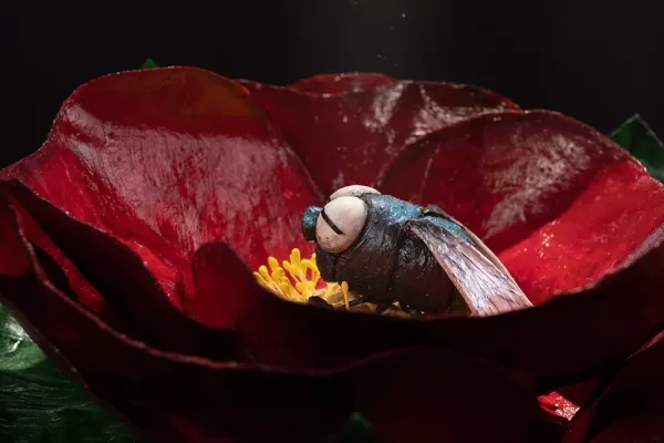 The Nectar Instead