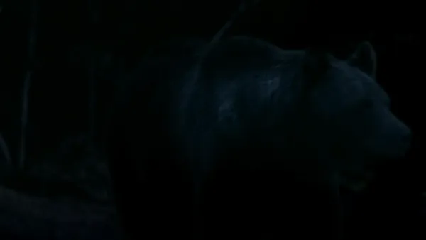 A Bear in the Woods