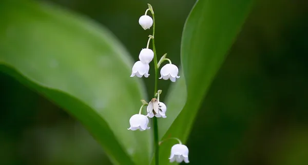 A Man Who Takes Pictures of Flowers