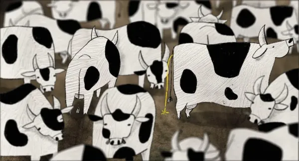 About a Cow
