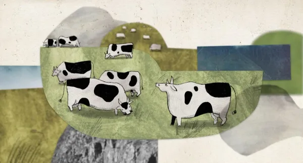 About a Cow