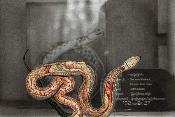 Myanmar Anatomy