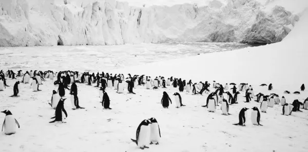 Antarctica Calling