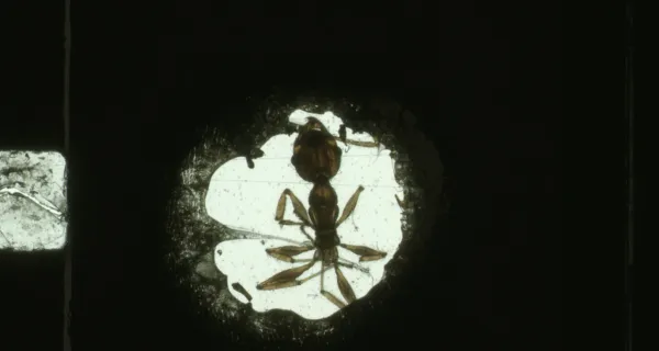 ANTFILM
