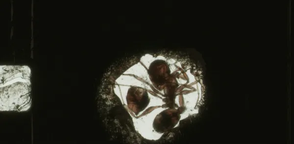 ANTFILM