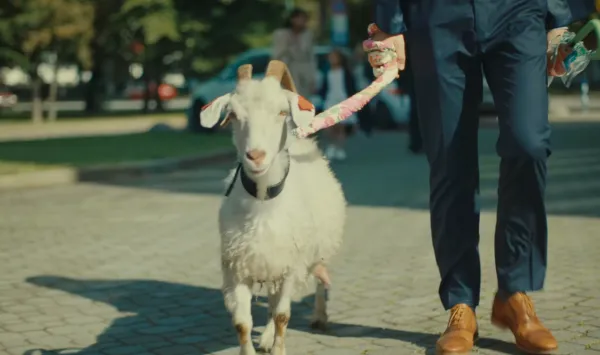 Baa-baa!