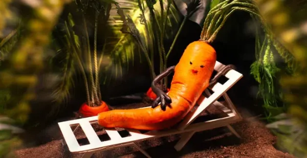 Carrotica by Daniel Sterlin-Altman
