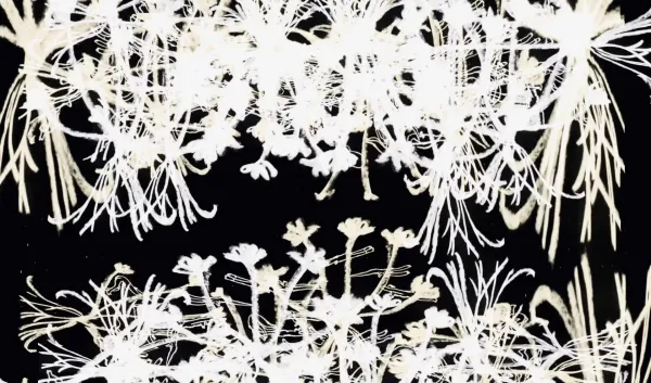 Roses - Iron & Wine
