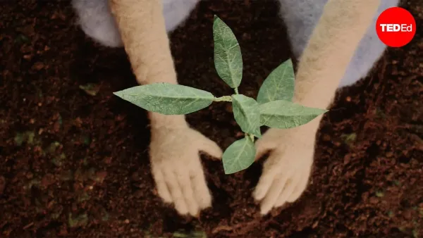 Does Planting Trees Actually Cool the Planet?