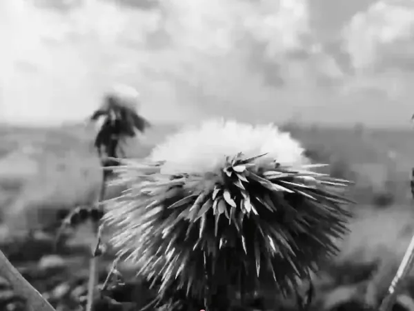 Letters #17 - Letter from: Reine Chahine, film by: Marie-Rose Osta by Marie-Rose Osta