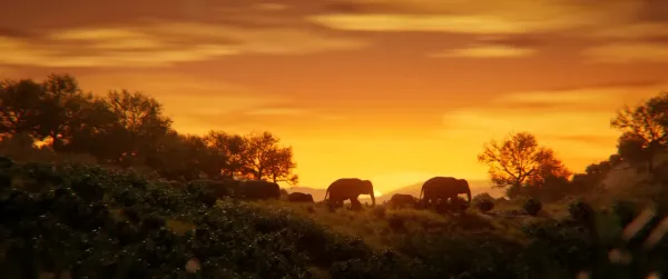 Elegy of Elephant