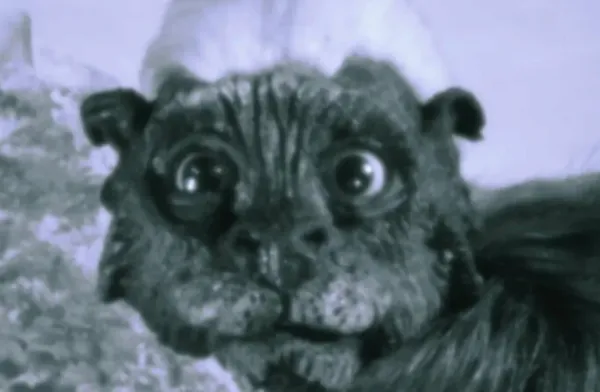 Emechiche, The Rebirth of White-Headed  by Juan Camilo González Moreno