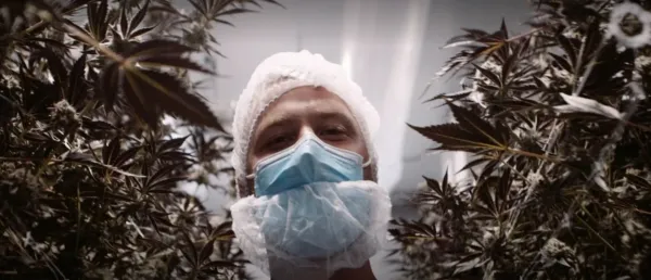 The know-how of cannabis by Jonathan Gaudreau